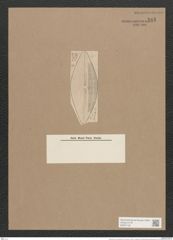 Navicula lyra var. fornicata A.Sch. (de-Toni-Nr.: Genus 1, Species 327) Zeichnungen Sammlung Grunow Nr. 745 (NHMW-BOT-W0367136)